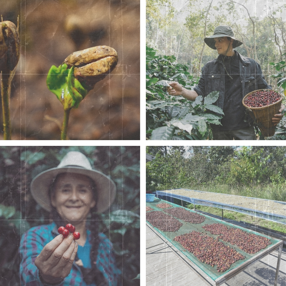 coffee agriculture